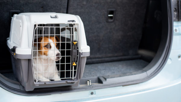 A lei para transporte de animais em carros prevê sanções para o caso de descumprimento